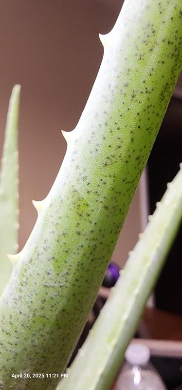 Lowe's Aloe Vera in 2.5-Quart Pot NURSERY at Lowes.com