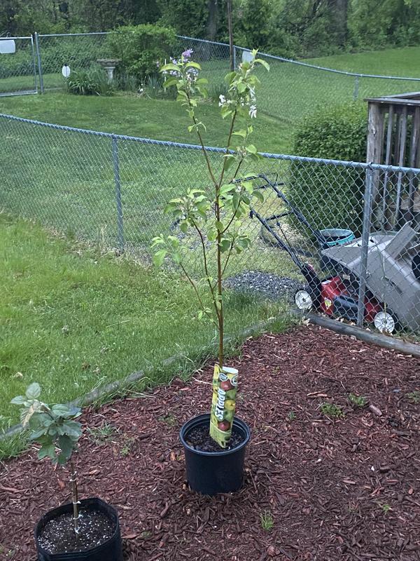 Gala Apple Tree - Ison's Nursery & Vineyard