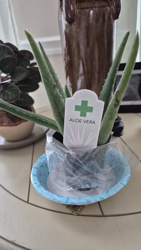 Altman Plants 3-Pack Aloe Vera in 11-oz Pot 0881031 at Lowes.com