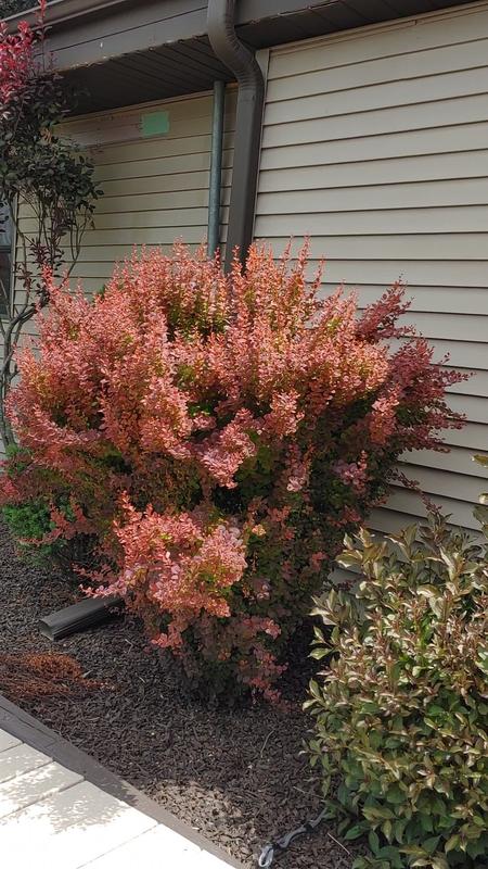 Southern Living Plant Collection Orange Rocket Barberry Accent Shrub in ...
