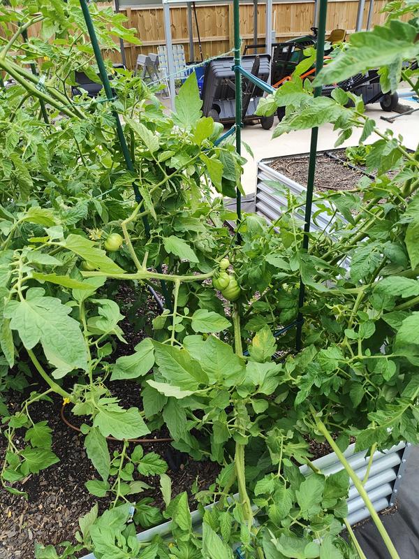 Gardener's Blue Ribbon 60-in Powder-coated Galvanized Steel Wire