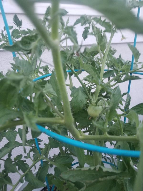 Bonnie Plants Better Boy Tomato Plug Plant 207395 at Lowes.com