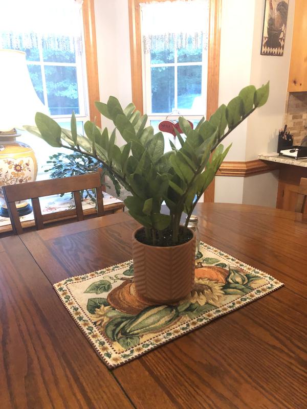 MIA❁ allen + roth 18-in Terracotta Indoor Zamioculcas Zamiifolia