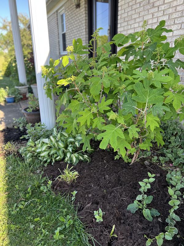 Premium 2-cu ft Dark Brown Mulch in the Bagged Mulch department at