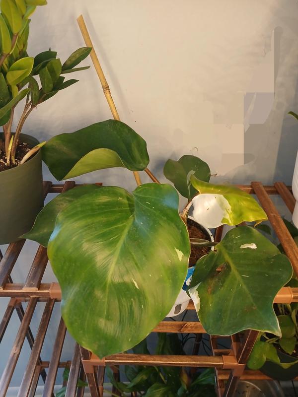 botanicalさま Costa Farms Grower's Choice Pothos Exotic Angels Clean Air
