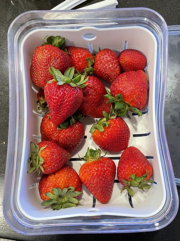 interDesign 4-Pack 3-quart Plastic BPA-Free Reusable Berry Box in the Food  Storage Containers department at