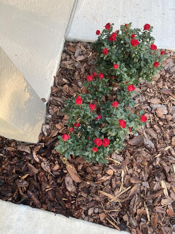 Petite Knock Out Roses Near Me