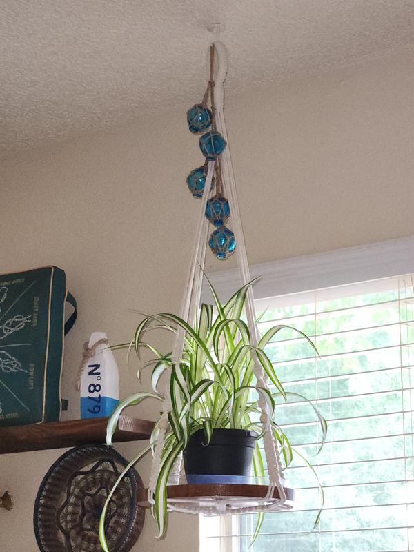 Spider Plant Hanging Basket (10) – Needham'sNursery