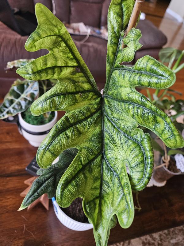 Costa Farms Trending Tropicals Alocasia Silver Dragon House Plant