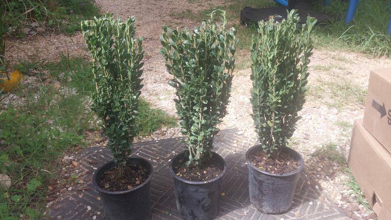 White Sky Pencil Holly Foundation/Hedge Shrub in 2.5-Quart