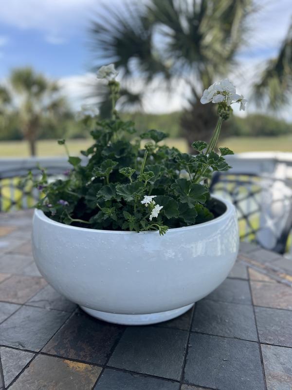 HomeFrills Medium Matte Finish White Ceramic planter Pot with