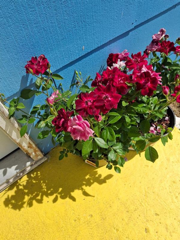 パープルローズ Lowe's Purple Rose 2.25-Gallon in Pot 62173FL at Lowes.com