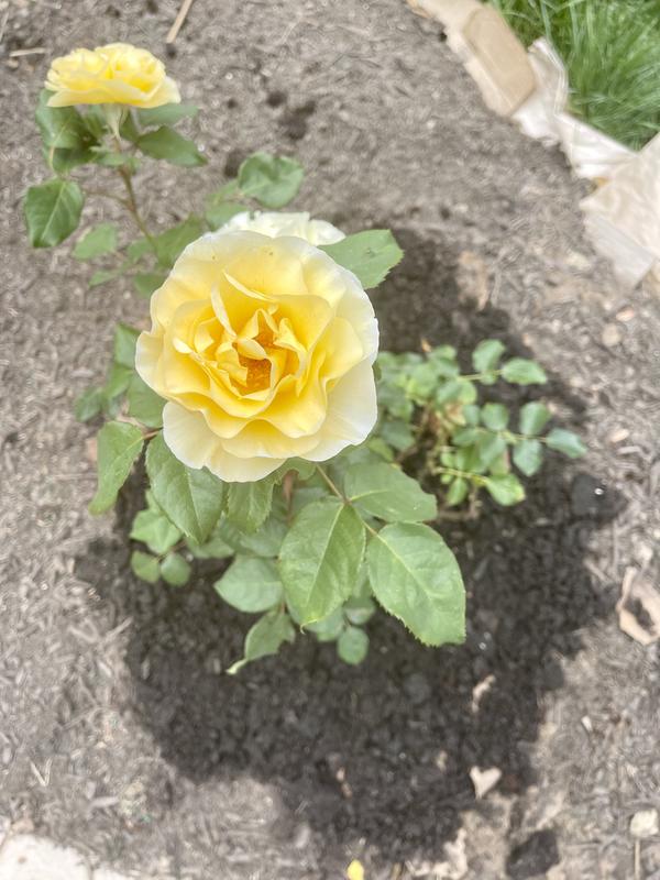 Lowe's Yellow High Voltage Rose 2 -Gallon 1 -Pack in Pot in the Roses ...