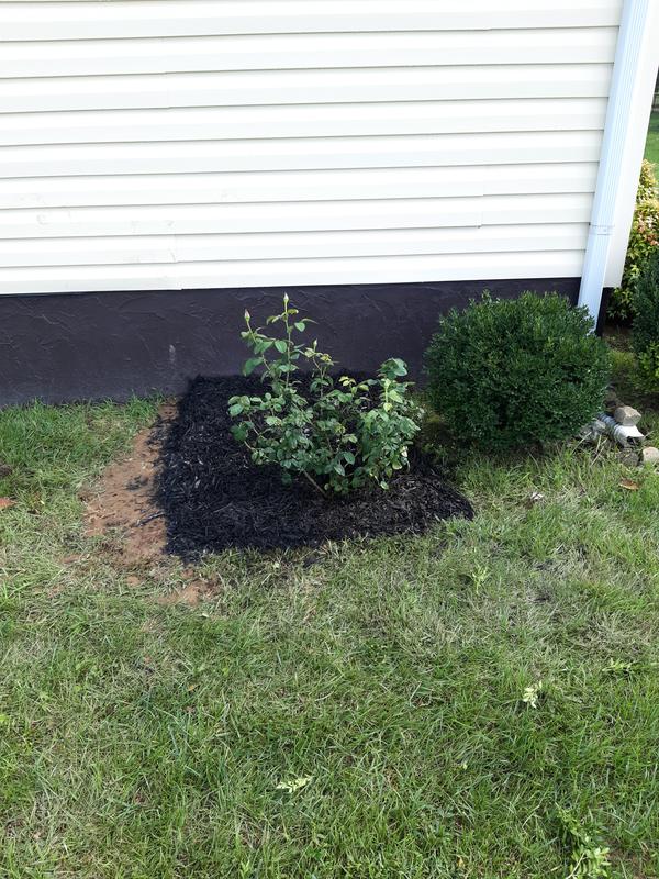 Lowe's 2.25-GAL ROSE PINK 62123FL at Lowes.com