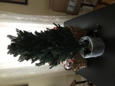National Tree 3 Foot Everyday Collections Tree with 100 Clear Light in Green Pot ED3-307-30