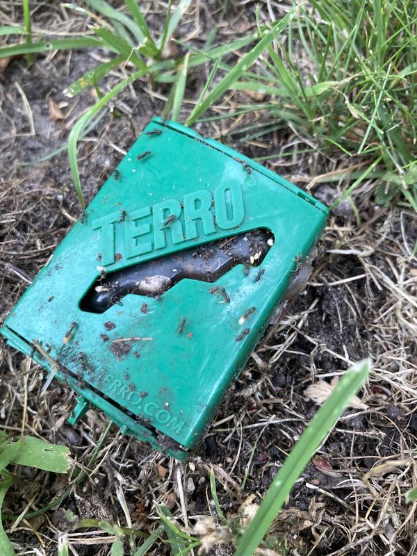 TERRO T1813B Outdoor Ready-to-Use Liquid Ant Bait Stake Killer Trap - Kills  Common Household Ants 12 Stakes