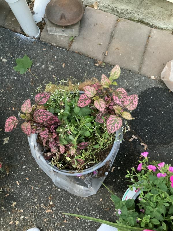 Proven Winners Multicolor Gloria Rose Combo in 1.5-Gallon Pot 4916