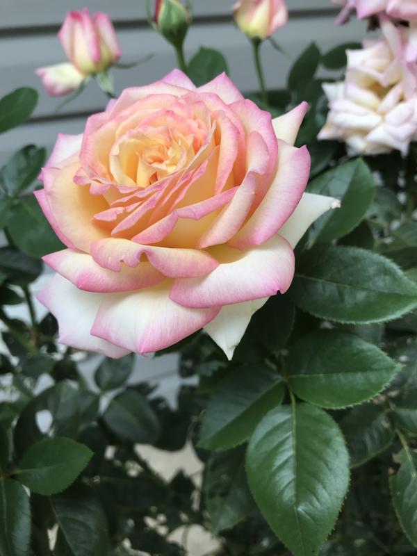Spring Hill Nurseries Yellow Flowering Peace Hybrid Tea Rose 1 Pack in ...