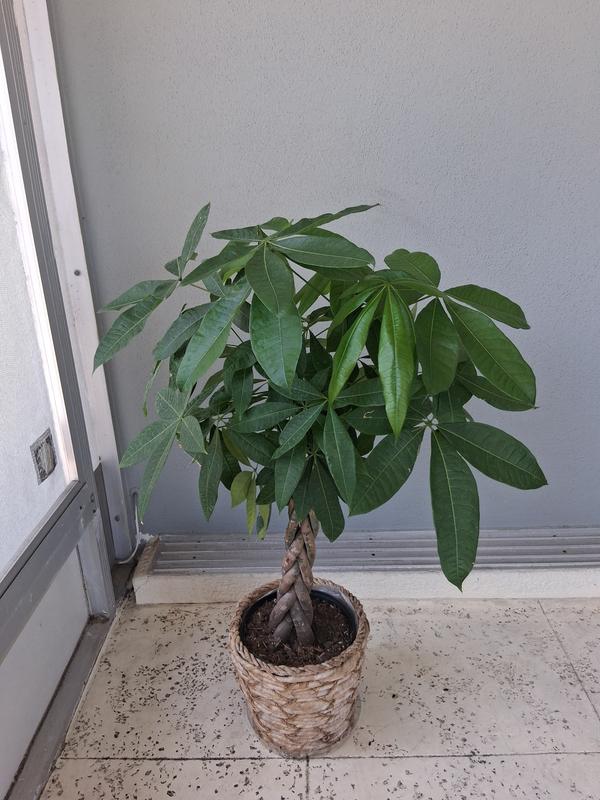 Lowe's Money Tree House Plant in 1.75-Gallon Pot NURSERY at Lowes.com