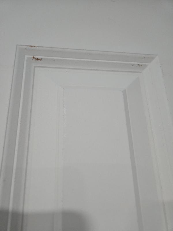 Masonite 24-in x 80-in Primed 2-panel Smooth Hollow core Primed