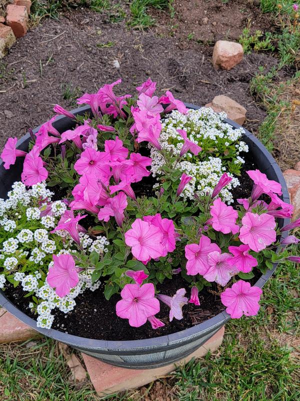 Proven Winners Pink Supertunia Vista Bubblegum in 4.25-in Pot 4