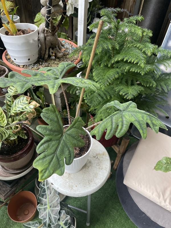 Costa Farms Trending Tropicals Alocasia Silver Dragon House Plant