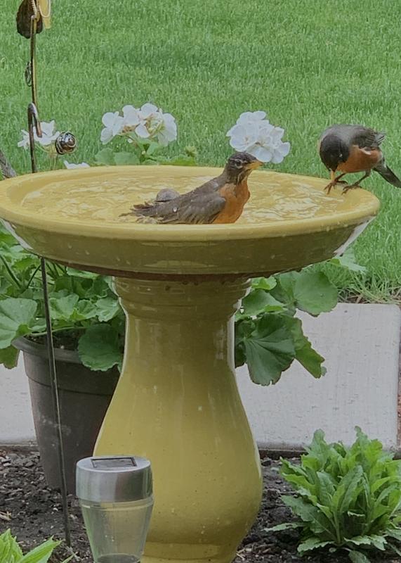 allen + roth Yellow birdbath 21.25-in H Yellow Ceramic Complete ...