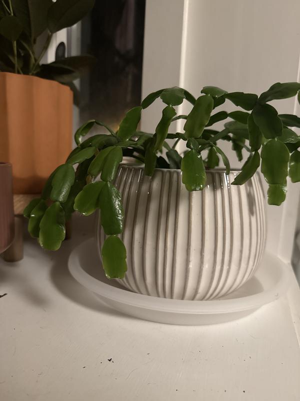 allen + roth Round 8.0708-in W Small White Ceramic Indoor Planter