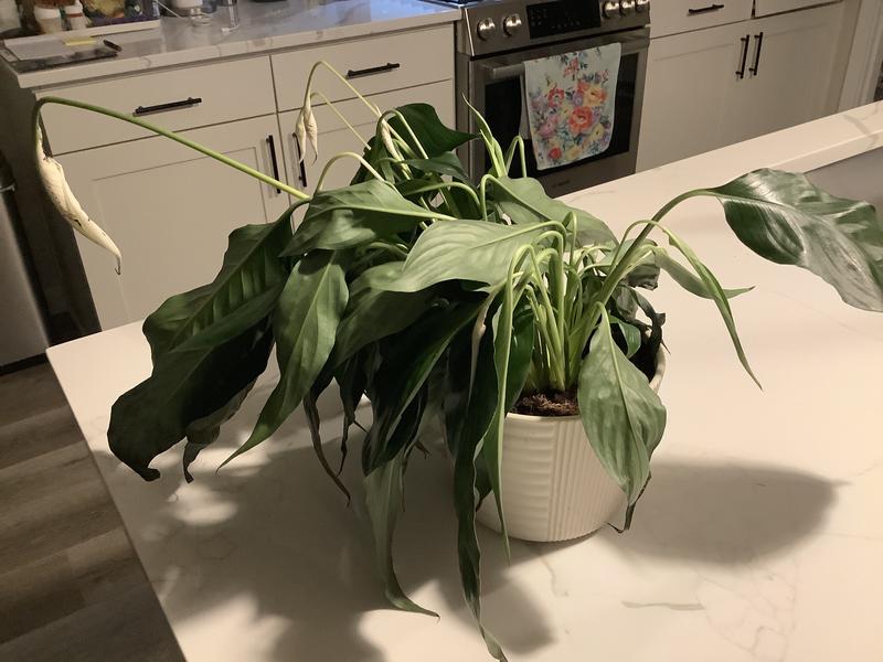 sansevieria silver queen 6
