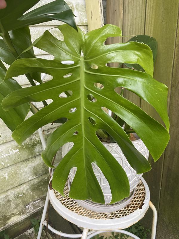 National Plant Network Monstera House Plant in 10-in Pot at