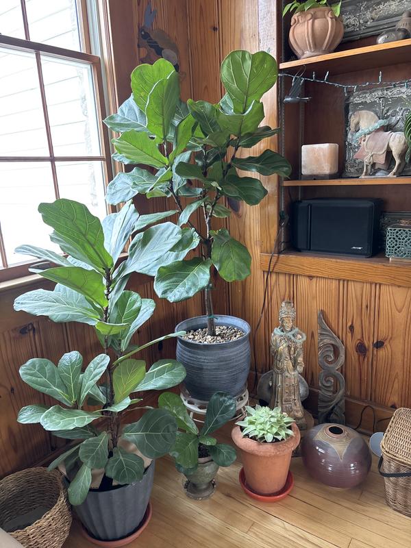 Lowe's Fiddleleaf Fig House plant in 2 Gallon(s) Pot 1 -Pack in the House  Plants department at Lowes.com
