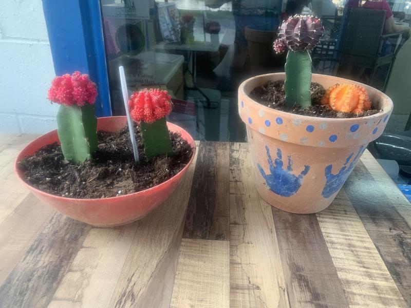 Costa Farms Multicolor Moon Cactus House Plant in 4-in Pot 4-Pack