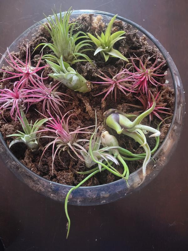 Altman Plants Air Plant House Plant in 4-in 5-Pack 0881171 at Lowes.com