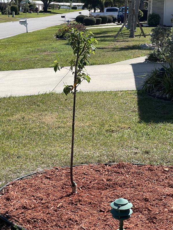 Southern Planters 7-Gallons Pink Flowering Okame Cherry In