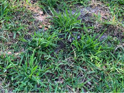 64 Sq Ft St Augustine Sod Plug In The Sod Department At Lowes Com