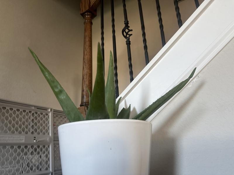 Lowe's Aloe Vera in 11-oz Pot NURSERY at Lowes.com