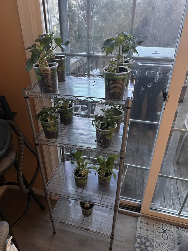 Bonnie Plants Jalapeno Pepper Pot Plant 2-Pack 202043 at Lowes.com