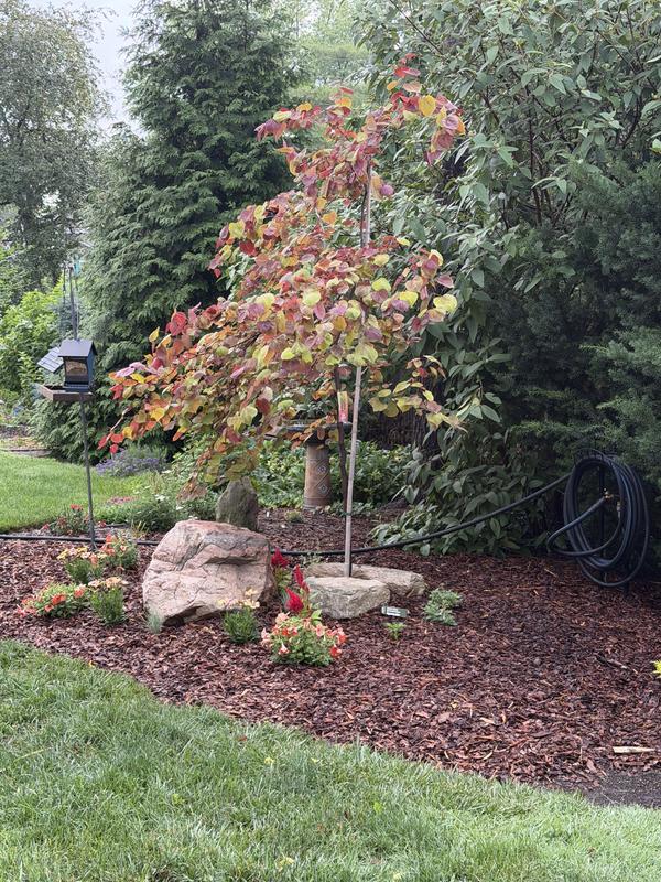 Pro's Choice Golden Trophy 3-cu ft Natural Pine Bark Mulch 303 at