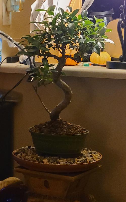ブリッジ　Bonito ボニート50g Brussel's Bonsai 8-in Feature Golden Gate Ficus In Pot (With