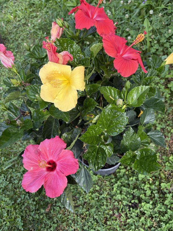 Hibiscus Tradewinds Tortuga Wind Hibiscus (Hibiscus rosa-sinensis