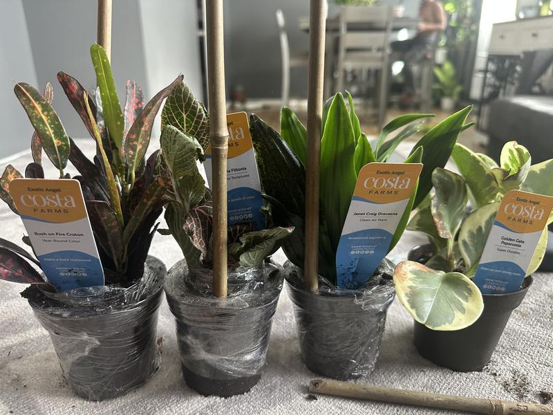 pothos pearls and jade Pearls and Jade Pothos