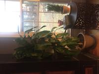 1 72 Gallon Insignificant Mass Cane In Plastic Pot L20959hp At