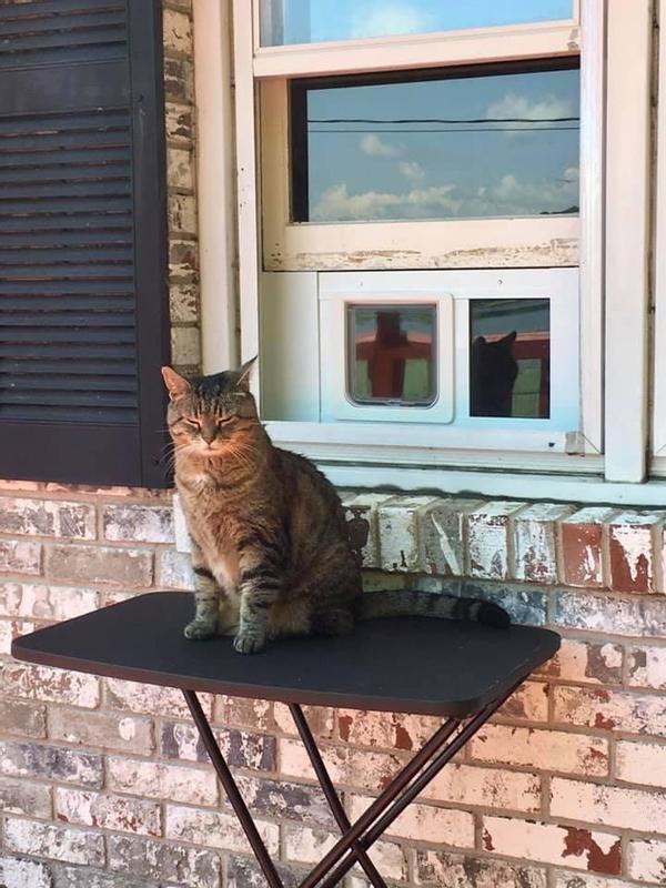 Ideal Pet Products White Aluminum Extra small Cat Door for Window in ...