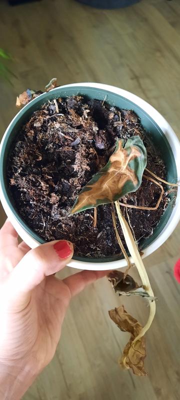 Costa Farms Trending Tropicals Alocasia Silver Dragon House Plant