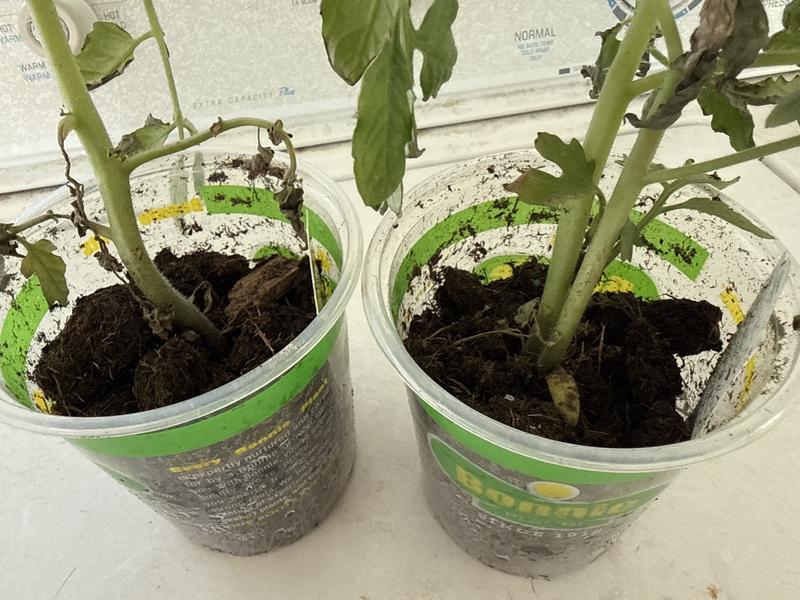 Reviews for Bonnie Plants 202113 Vegetable Plants
