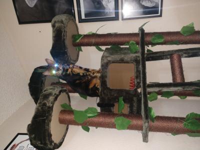 Kitty Mansions Redwood 75-in x 23-in Faux Fur Cat at