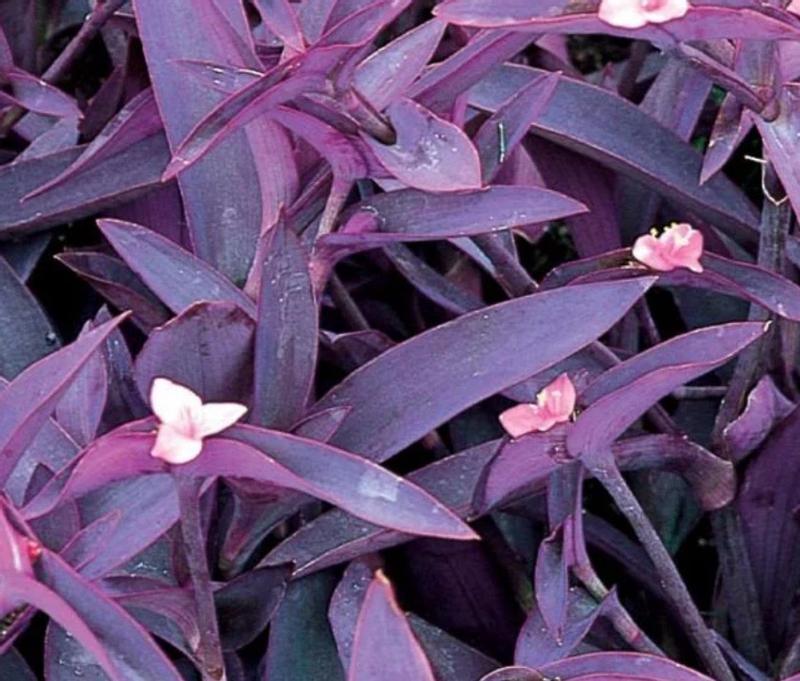 Lowe's 2.50 Quart(s) Pink Purple Queen 1 -Pack - Low Maintenance in the  Annuals department at Lowes.com