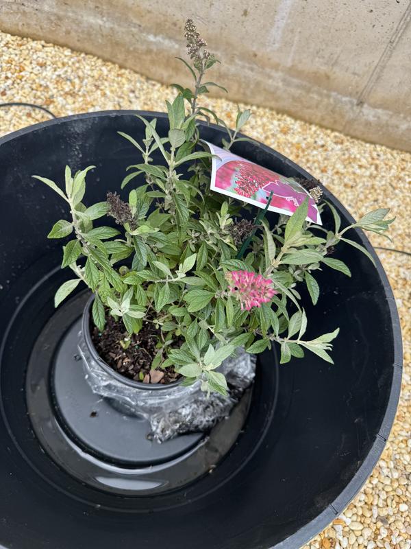 Flowerwood Pink Little Raspberry Buddleia Flowering Shrub in 2.5-Quart ...