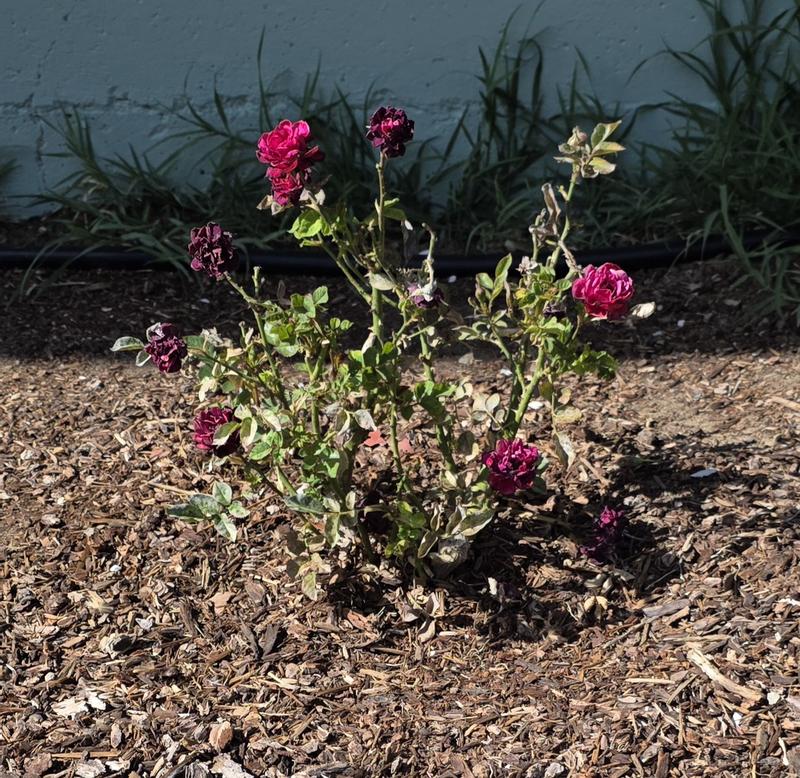 Lowe's 1.00-GAL ROSE SNBLZ BICOLOR MINI in the Roses department at ...