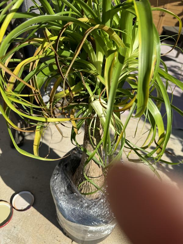 Grungy Roots | 🦓 4” Zebra Plant's 💛 Blooms are bright